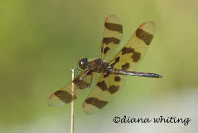 Halloween Pennant male Dragonfly 2