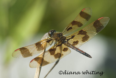 Halloween Pennant male Dragonfly