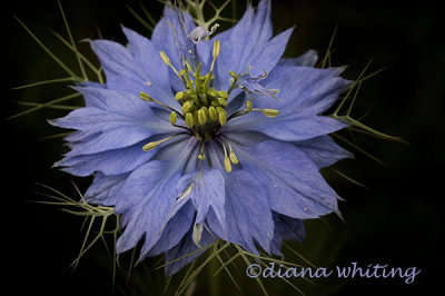  nigella