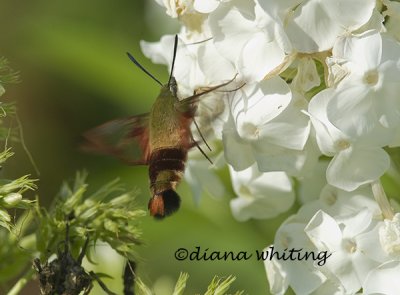 Hummingbird Moth 3
