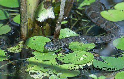  Northern Water Snake