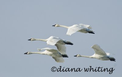 Tundra Swans Flight