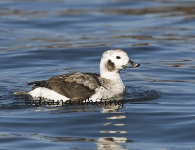 Female Long-tailed Duck Winter Plumage