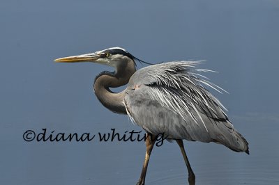 Great Blue Heron Displaying to Defend His Territory