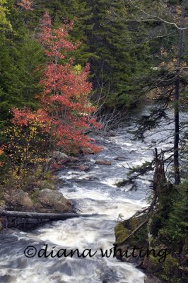 Bog River Flow, Adirondack