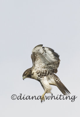 Red-tailed Hawk Kiting