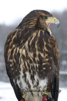 Falconers Harris Hawk