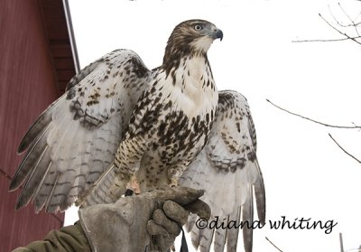 Falconer and His Red-tailed Hawk
