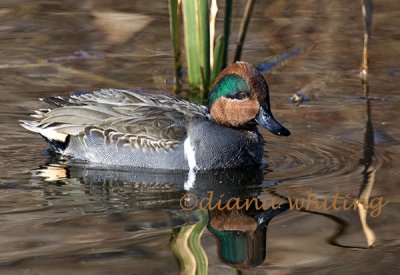 Green- winged Teal