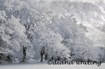 Winter Landscape 4