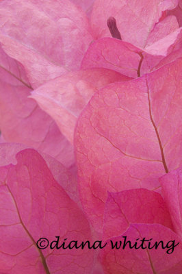 Petals Pink 2