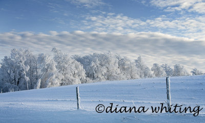 Winter Landscape 15