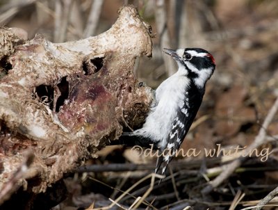 Downy Woodpecker on Deer Carcass