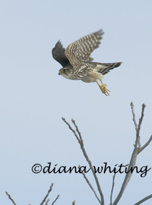 Merlin Flight