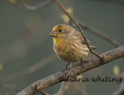 Male House Finch- Yellow Variant