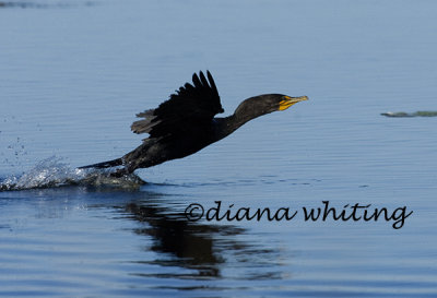 Cormorant Taking Flight