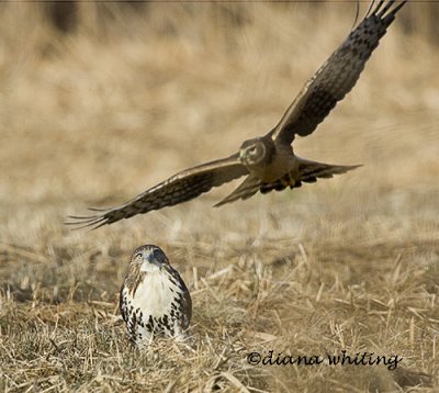 Northern Harrier Territorial Behavior Against Red-tail