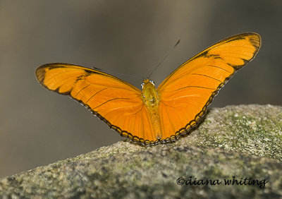  Gallery: Niagara Falls Butterfly Conservancy
