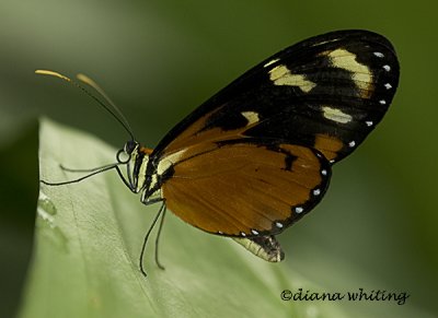 Tiger Longwing_ Heliconious hecale