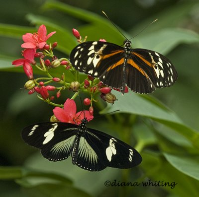Tiger Longwing_ Heliconious hecale and ?