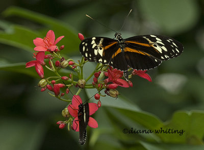 Tiger Longwing1