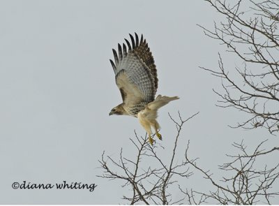 Redtail Take Off