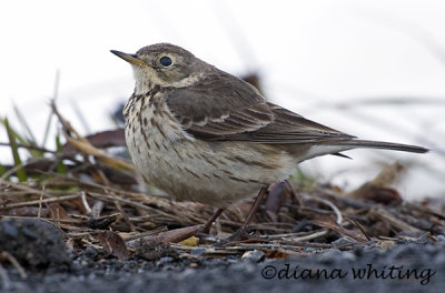 American Pipit