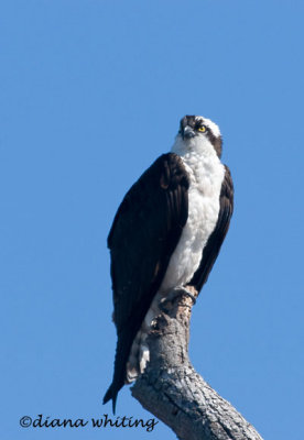 Spring Osprey