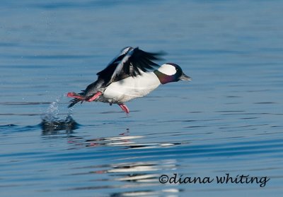 Bufflehead Take Off