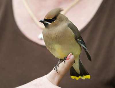 Cedar Waxwing: Magic Moment