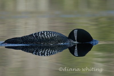 Gallery: Loons in the Wild