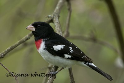 Rose Breasted Grosbeak