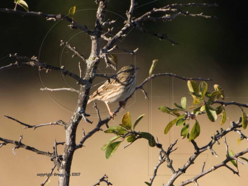 Savannah Sparrow