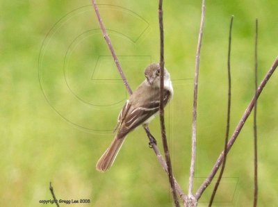 flycatcher id