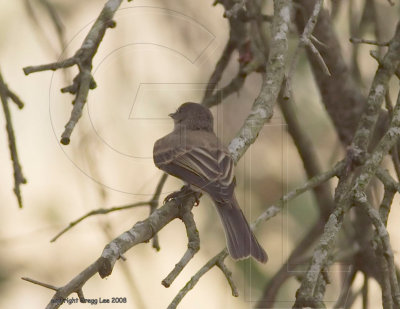 fc 4 Likely a juvenile Eastern Phoebe
