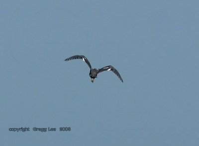 Little Blue Heron immature