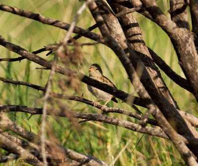 Field Sparrow / Ashe Juniper