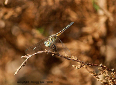 dragonfly tbd / Ashe Juniper