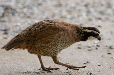 bobwhite_quail