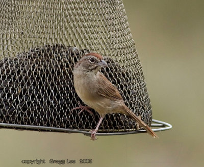 Rufous Crowned Sparrow