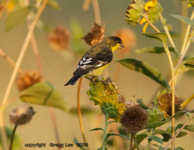 Lesser Goldfinch