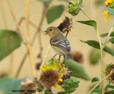 Lesser Goldfinch / Common Sunflower