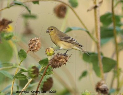 Lesser Goldfinch / Common Sunflower