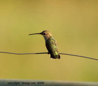 Black Chinned Hummingbird