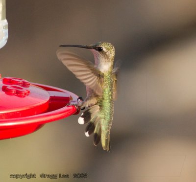 Black Chinned Hummingbird