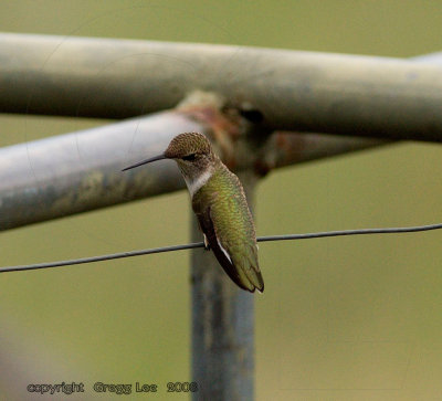 Black Chinned Hummingbird