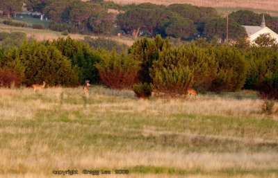 White Tailed Deer