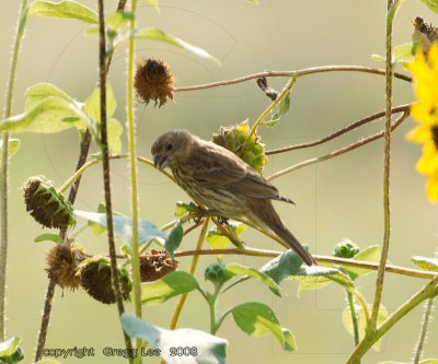 House Finch