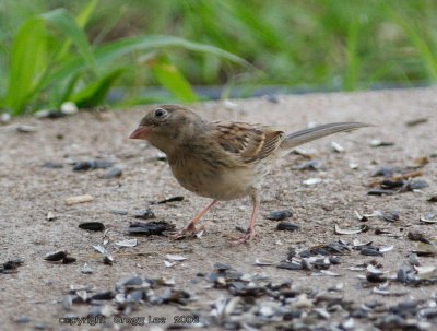 Field Sparrow Juvenile