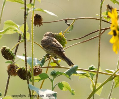 House Finch